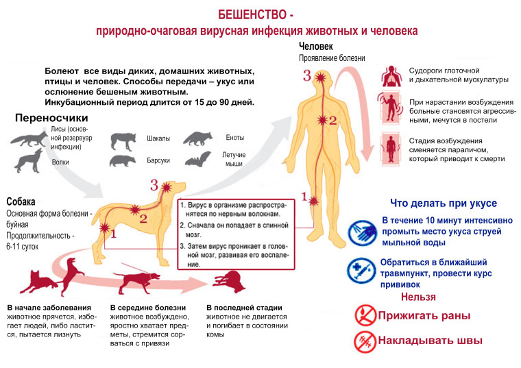 Месячник по профилактике детского травматизма.